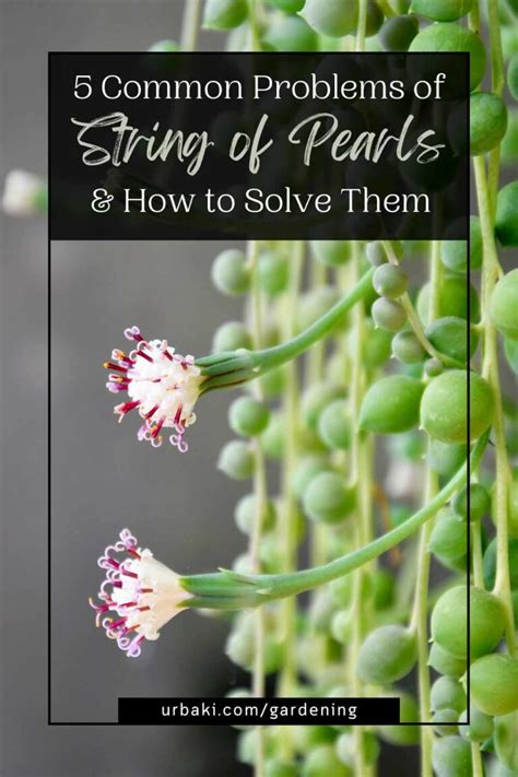 Common Problems of String of Pearls and How To Fix Them